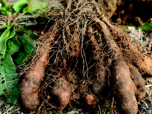 마(단마)(채취품)