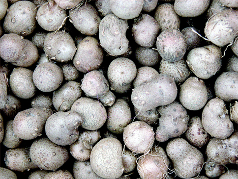 마(영 여자:주아)