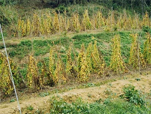 지주 대용식물(옥수수) 재배