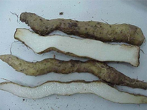 마(산약) 전형약재