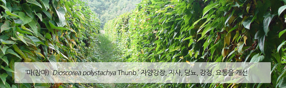 마(참) Dioscorea polystachya Turcz 자양강장, 지사, 당뇨, 강정, 요통을 개선