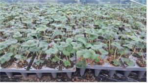 상토가 크라운을 덮음(육영순농가)