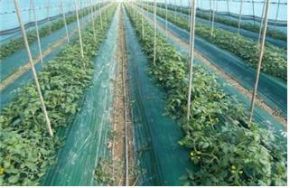 시설토마토 재배 포장