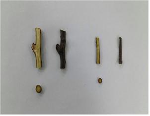수피와 도관부가 갈변된 측지(좌)와 가지(우)