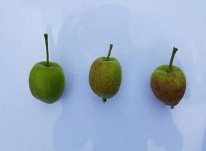  정상과(좌), 동녹과(중) 및 동녹 기형과(우)