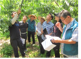 민원농가 낙과상태 조사