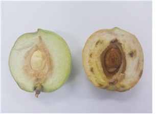정상과(좌)와 낙과과실(우)의 종자 및 과육 상태