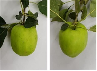 과실의 바깥쪽 반점(좌)과 안쪽은 정상(우)