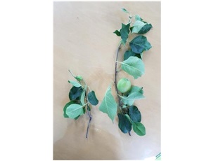 과실과 잎의 생육 이상(좌)과 정상(우)의 상태