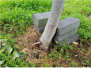 접목부 위에서 발생한 뿌리