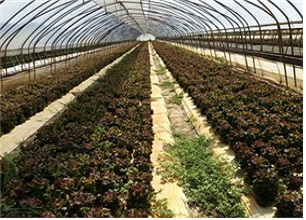 상추 재배 전경