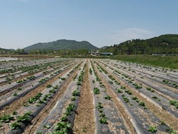 봄배추 재배 및 피해 전경