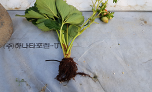 뿌리 발육 상태