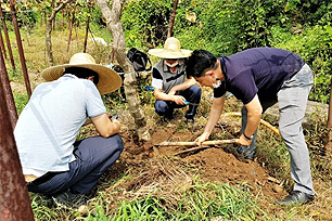 참다래나무 뿌리 굴취 및 상태 확인