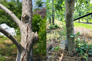 5. 터진 주간과 측지(좌), 이끼 발생 지제부(우) 사진