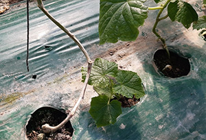 오이 탄저병(Colletotrichum orbiculare)증상