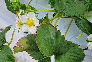 배지 온도 저하(11℃이하), 뿌리생육저하, 과습 등