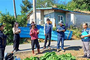 배추 재배포장 피해 상황 설명 청취 사진