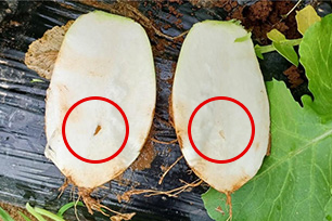 공동과: 발생 초기 사진