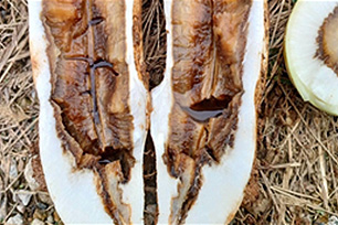 공동과: 발생 후기 사진