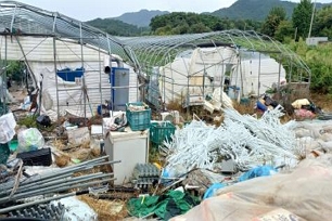비닐피복 준비 중으로 하우스 주변 환경 미정리