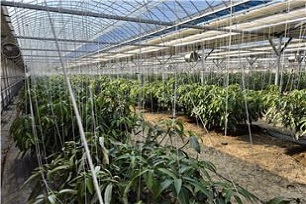 가온 토경재배 과원