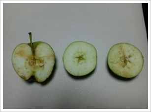 과피 이상 부분 발육불량(좌,중), 정상(우)