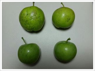 홍로(좌상), 자홍(우상), 후지(좌하), 정상(우하)