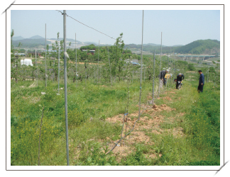 결주 자리에 묘목 보식