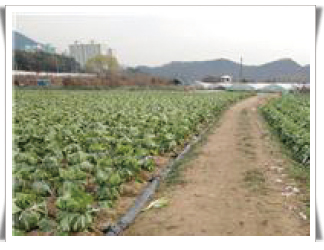 정상배추(좌)와 액아발생배추(우) 포장