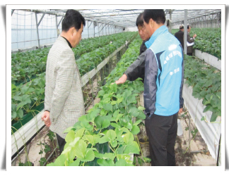 황화증상 원인 및 대책설명