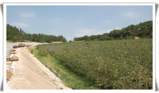 과수원 전경