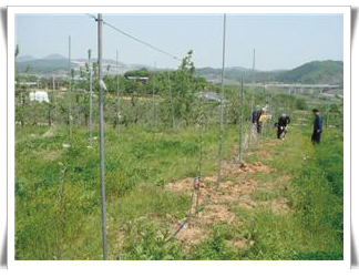 결주 자리에 묘목 보식