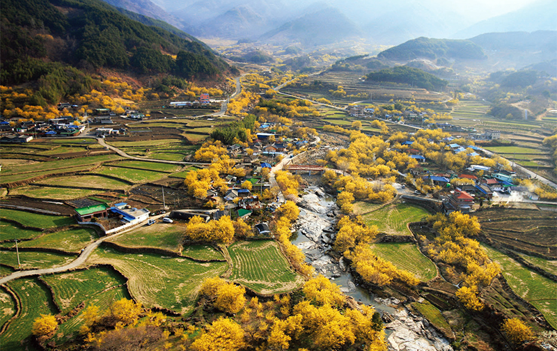 제3호 구례 산수유농업