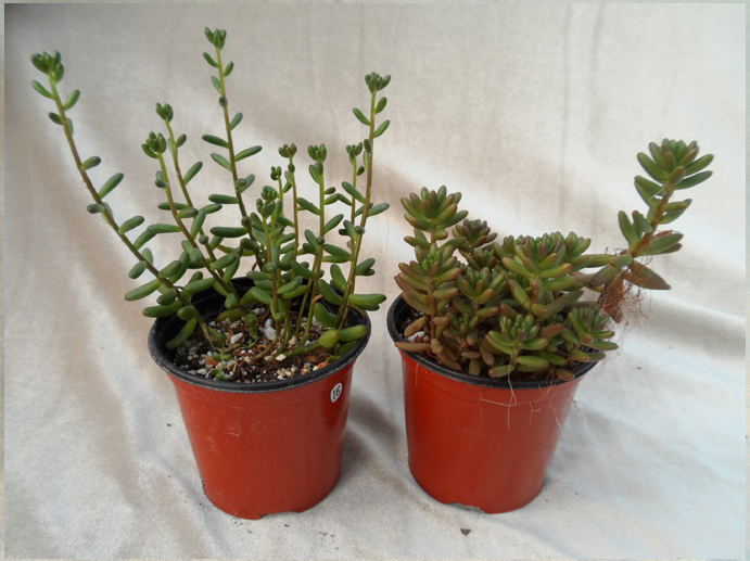 홍옥(Sedum rubrotinctum) (왼쪽: 실내 광 수준)