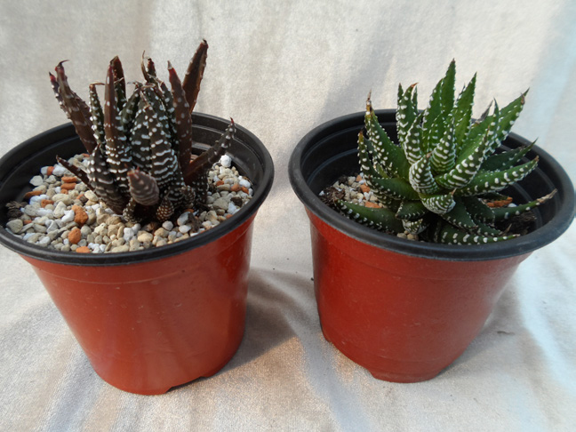 십이지권(Haworthia reinwardtii 'Brevucula') (오른쪽: 실내 광 수준)