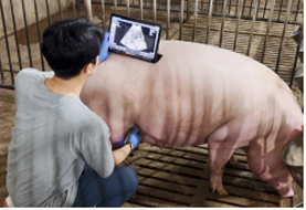 초음파 영상 기반 임신 판정 장치2
