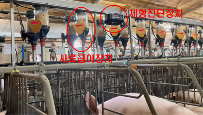 돼지 체형기반 사료 자동급이 시스템2